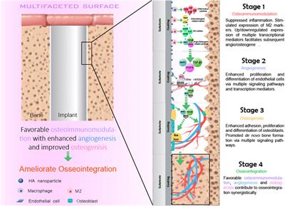 Multifunctional exosomes derived from bone marrow stem cells for fulfilled osseointegration